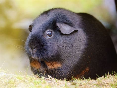 20 Amazing Facts about Guinea Pigs | UK Pets