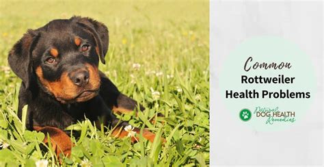 Rottweiler Health Problems & Lifespan