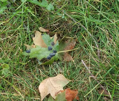 What Are These Black Spots On My Maple Tree's Leaves?