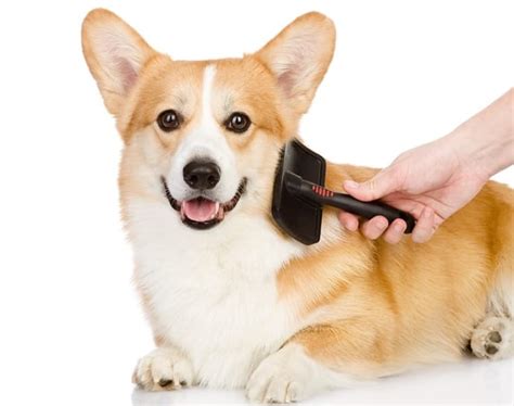 Dog Care: Everything You Need to Know About Dog Grooming