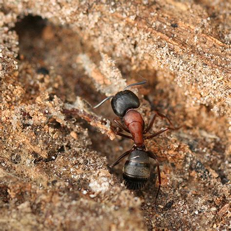 Red and Black Ant - Camponotus - BugGuide.Net