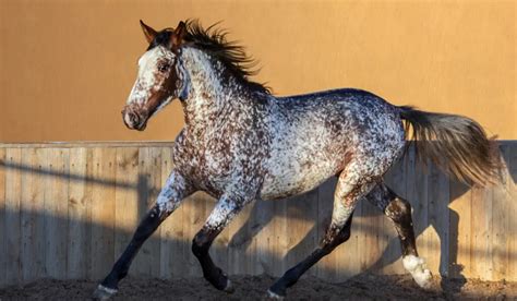 12 Bay Roan Horse Breeds - Helpful Horse Hints