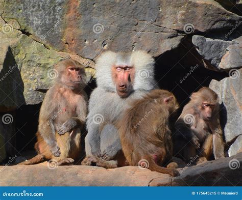 Baboons are Old World Monkeys Belonging To the Genus Papio Stock Image ...