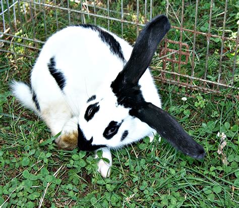 Fuzzibutt's Rabbitry: Duncan the Checkered Giant | Giant rabbit ...