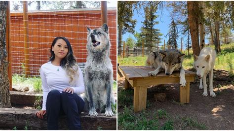 Colorado Wolf & Wildlife Center Lets You Hang Out With Wolves - Narcity