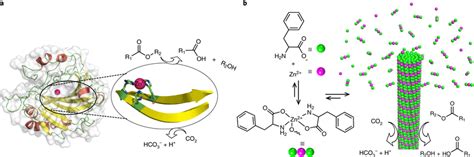 Design of a minimalistic F–Zn(ii) biocatalyst through bioinspiration... | Download Scientific ...