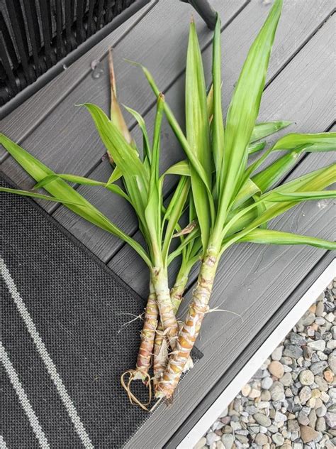 Yucca Cane Plant Care And Maintenance - Yucca Plant Indoor Care ...