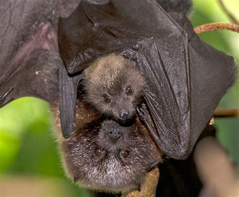 Rodrigues fruit bat | San Diego Zoo Kids