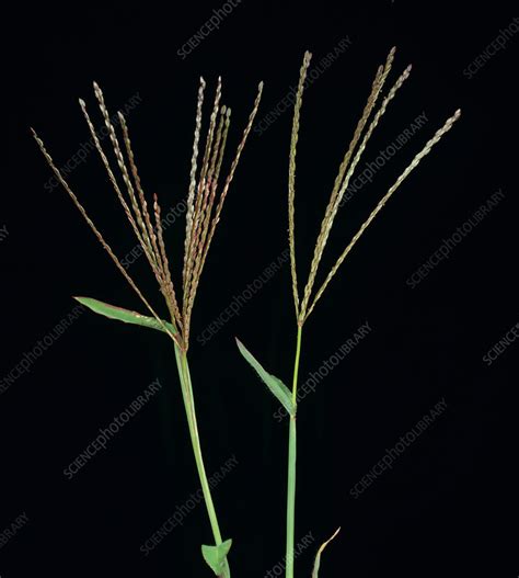 Large crabgrass - Stock Image - C023/7068 - Science Photo Library