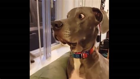 Dog gets slapped by cat, pooch's reaction will make you giggle. Watch ...