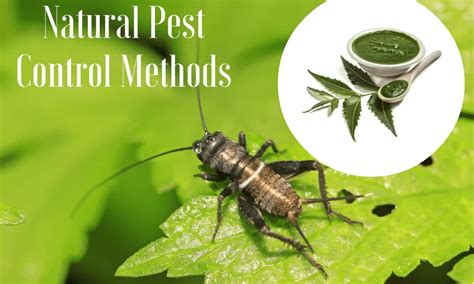 Home Remedies To Control Pests In Every Season - Lemony Blog