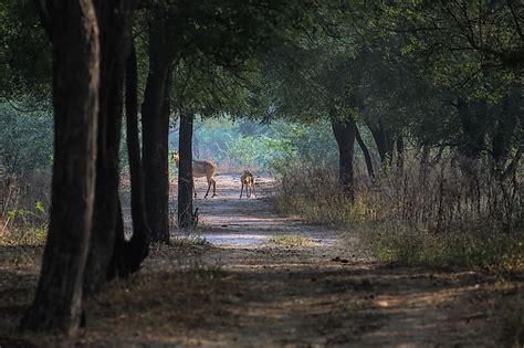 Sultanpur National Park, India - WorldAtlas