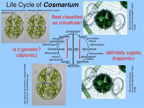 Domain Eukarya Kingdom Plantae Phylum Chlorophyta - ppt download