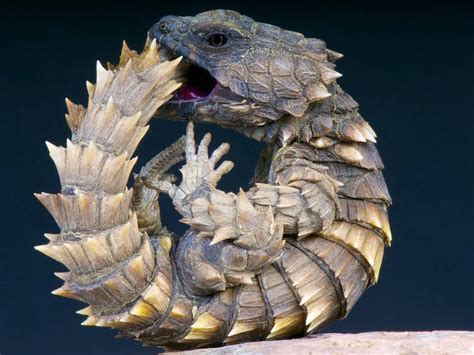 9 Incredible Lizards That Look Like Dragons - IMP WORLD