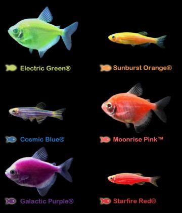 GloFish Breeding Behavior and Guide | How Many Babies Can?