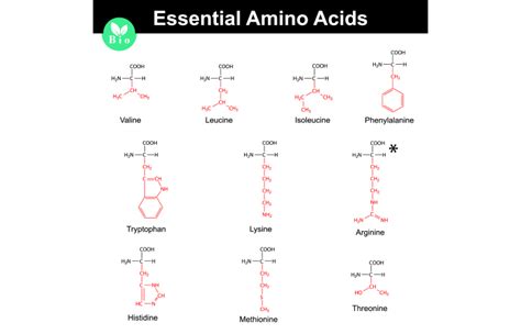 9 Amino Acids For Hair Growth, Food Sources, Benefits