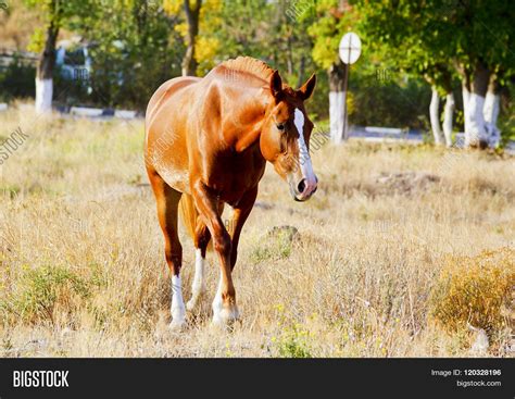 Red Horse White Blaze Image & Photo (Free Trial) | Bigstock