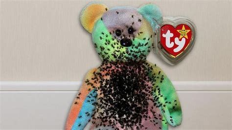 Beanie Babies hoax: Spider eggs not hatching through plush toys' fabric - syracuse.com