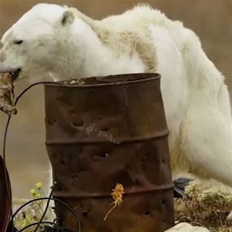 Video Surfaces of Starving Polar Bear in Iceless Arctic Region | Complex