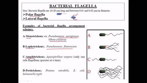 Types of flagella - YouTube