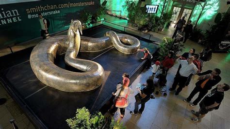 Titanoboa is the biggest snake to have ever roamed the Earth | Largest snake, World biggest ...