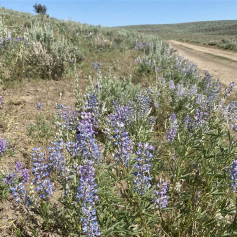 Silvery Lupine (Lupinus argentius) - Great Basin Seeds