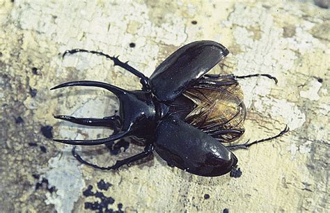 Escarabajo rinoceronte de tres cuernos (Chalcosoma moellenkampi ...