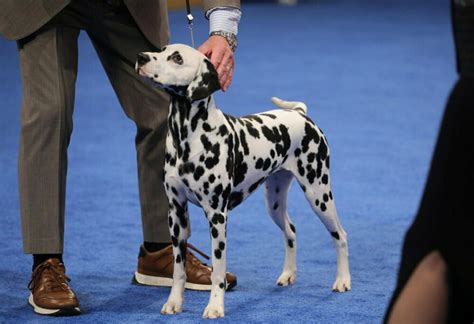 Stache the Sealyham terrier wins the National Dog Show | WUNC