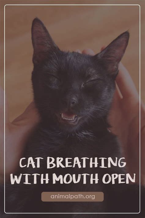 Cat Breathing With Mouth Open | Cats, Cat care, Cat care tips