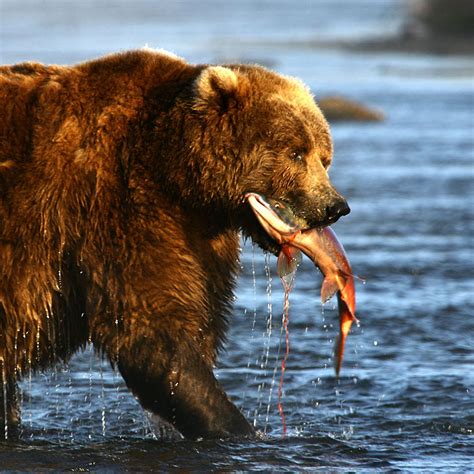 Meet the Wildlife of Wild Alaska Live | PBS