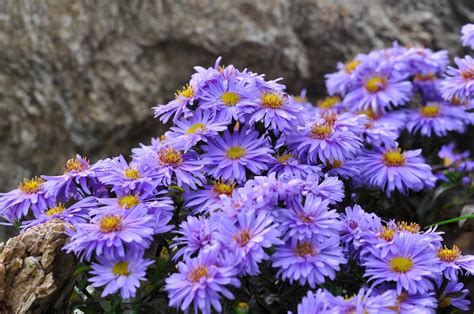 Asters: The Stars of Your Fall Garden | Dengarden