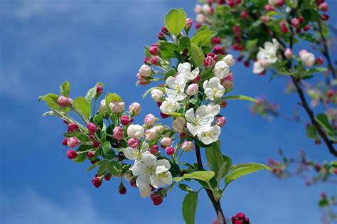 Apple Blossom Tree Branch - Free photo on Pixabay