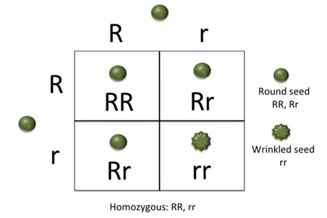 Homozygous - A Genetics Definition