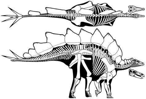 PGS Daily Dinosaur – Stegosaurus stenops | Prehistoric animals ...