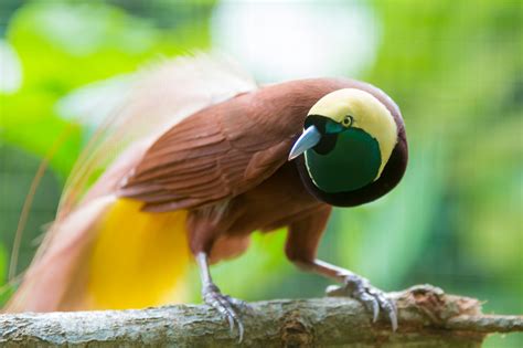 Search for Birds of Paradise in Indonesia, and You’ll Find So Much More - Bloomberg