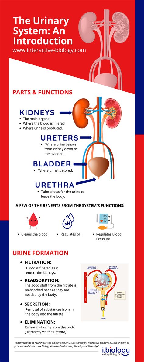 Urinary System Diagram And Functions Data Diagram Medis | Images and ...