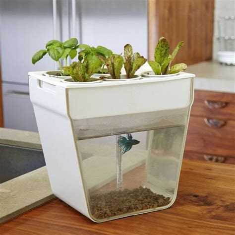 Learn to aquaponic: This is home aquaponics kit