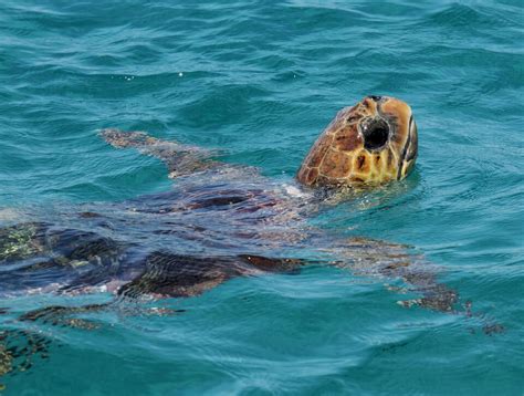 Turtle Zakynthos | Turtle Island, Zakynthos, Greece | Transient Light