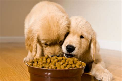 Whats The Best Dog Food For Golden Retrievers