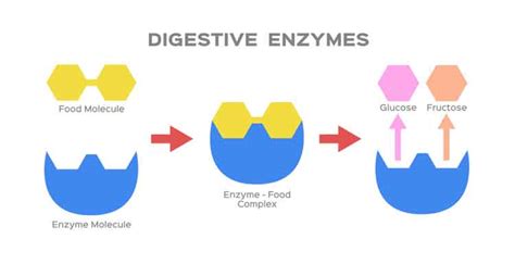 Digestive Enzymes – Bromelain & Papain – The Riverenza