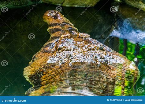 Closeup of the Face of a False Gharial Crocodile Under Water, Tropical ...