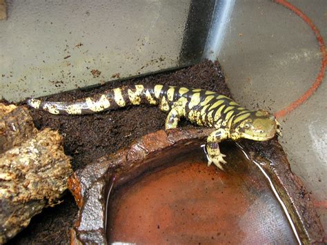 Barred Tiger Salamander Larvae