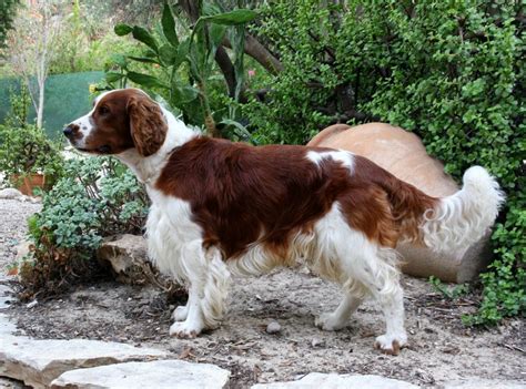 Springer Spaniel Grooming: A Guide With Haircut Pictures