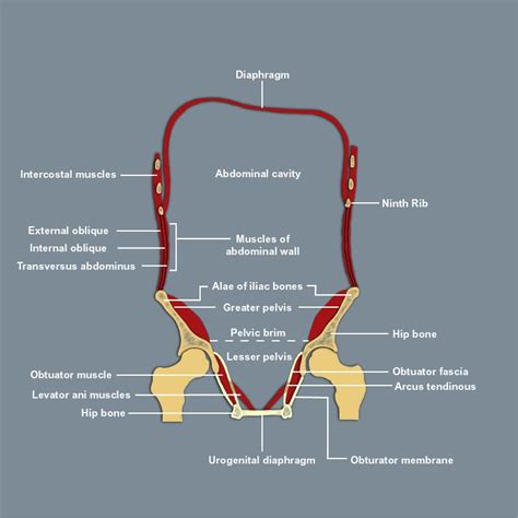 Pelvic Brim Muscles