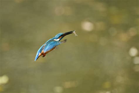 Kingfisher Bird Eating Food Stock Photos, Pictures & Royalty-Free Images - iStock