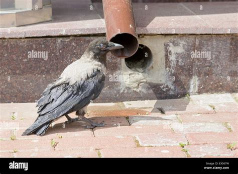 Crow drinking water hi-res stock photography and images - Alamy