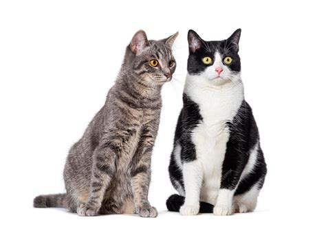 Premium Photo | Two Crossbreed cats isolated on white