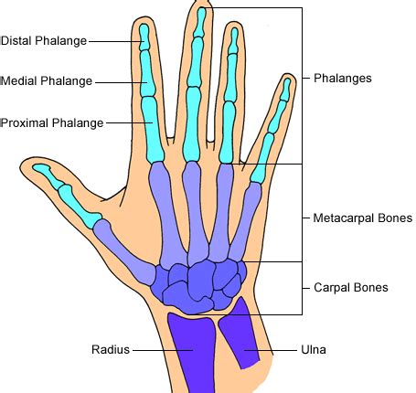 Bone Spur in Wrist: Causes, Treatments & Surgery