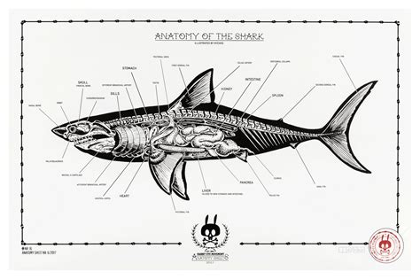 Shark Skeleton Diagram
