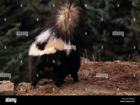 Striped skunk spray hi-res stock photography and images - Alamy